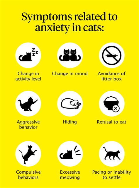  Monitor your cat, see how they react, and if everything is fine, and their anxiety symptoms are still prominent, you can consider increasing the amount